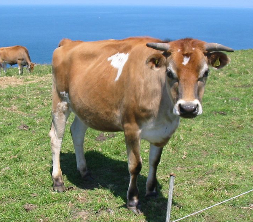 This Cow Can Help Banish Acne Forever.